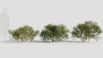 Larrea tridentata a