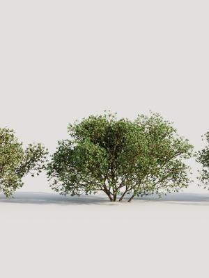 Larrea tridentata a
