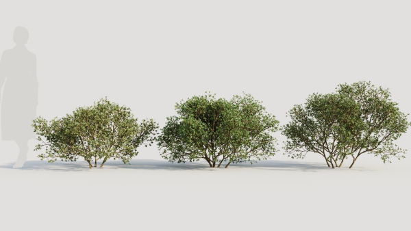 Larrea tridentata a