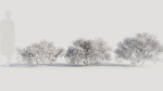 Larrea tridentata a