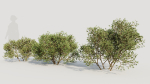 Larrea tridentata a