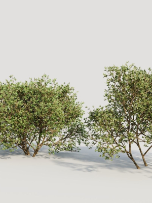 larrea-tridentata-a-3d-model-e774b93d51