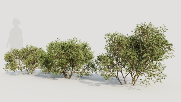 Larrea tridentata a