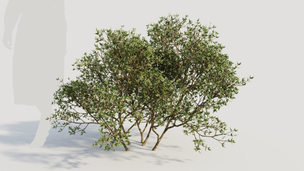 Larrea tridentata a