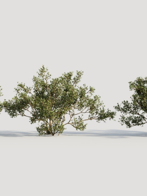Larrea tridentata b