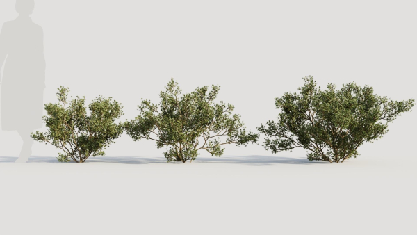 Larrea tridentata b