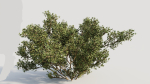 Larrea tridentata b