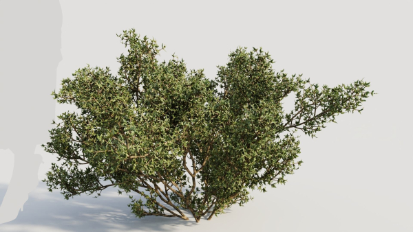 Larrea tridentata b