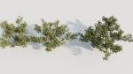 Larrea tridentata b