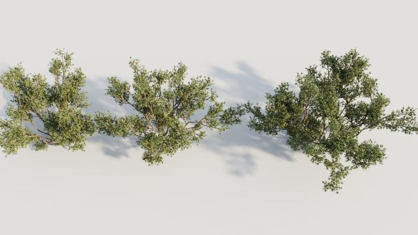 Larrea tridentata b