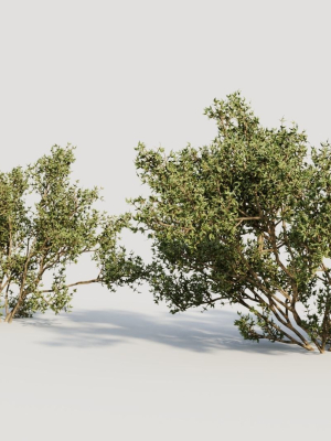 larrea-tridentata-b-3d-model-595758014a