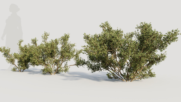 Larrea tridentata b
