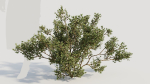 Larrea tridentata b