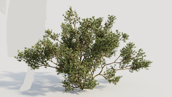 Larrea tridentata b
