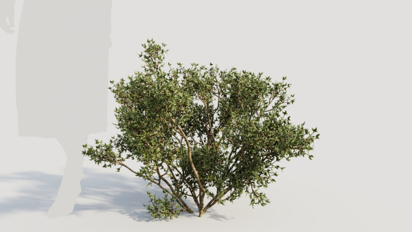Larrea tridentata b