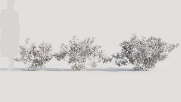 Larrea tridentata b