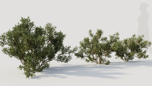 Larrea tridentata b