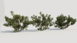 Larrea tridentata b
