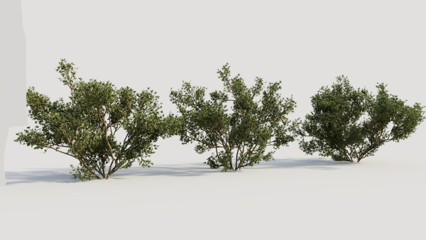 Larrea tridentata b