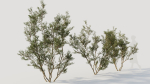 Larrea tridentata c