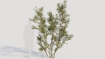 Larrea tridentata c