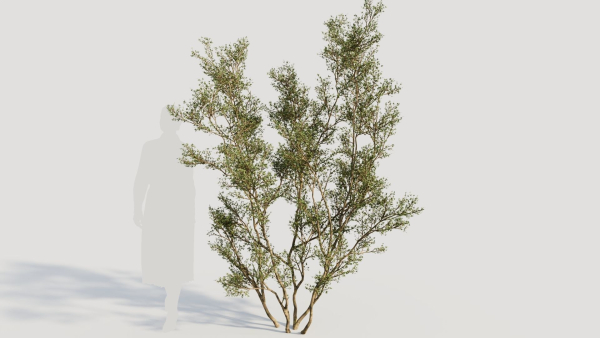 Larrea tridentata c