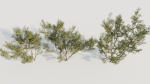 Larrea tridentata c