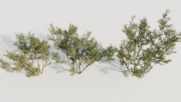 Larrea tridentata c
