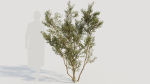 Larrea tridentata c