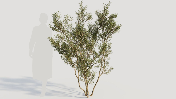 Larrea tridentata c