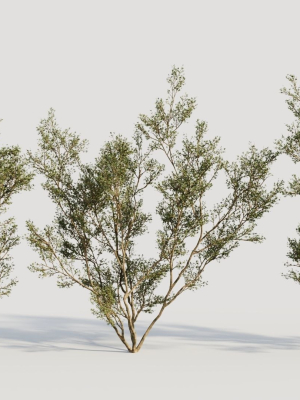 Larrea tridentata c