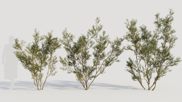 Larrea tridentata c
