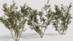 Larrea tridentata c