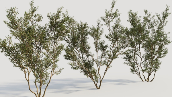 Larrea tridentata c