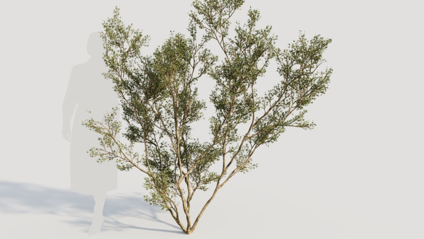 Larrea tridentata c