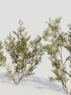 larrea-tridentata-c-3d-model-b21b9762d8