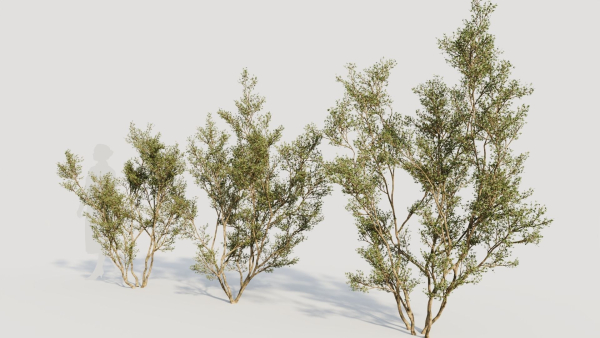 Larrea tridentata c