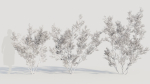 Larrea tridentata c