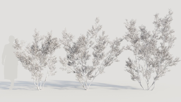 Larrea tridentata c