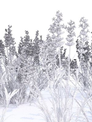 lavender-12-variations-3d-model-max-obj-fbx