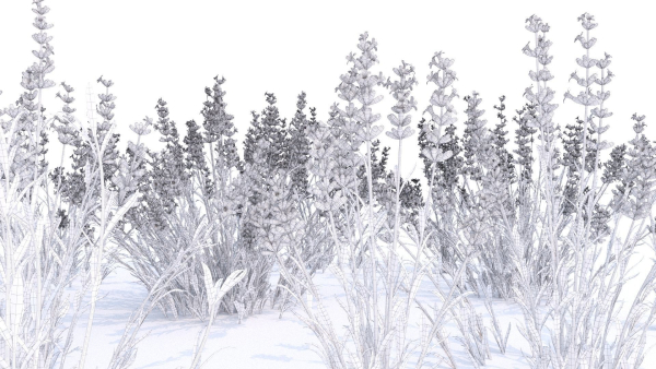 Lavender 12 variations