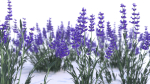 Lavender 12 variations