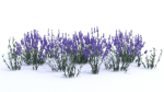 Lavender 12 variations