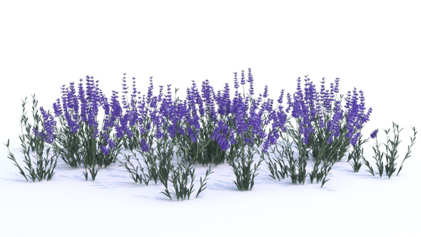 Lavender 12 variations