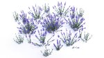 Lavender 12 variations