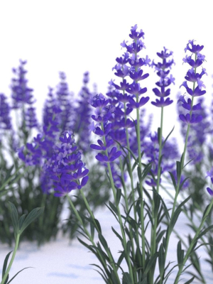 Lavender 12 variations