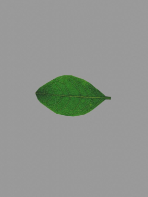 leaf-realistic-3d-model-obj-fbx-blend