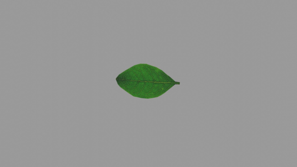Leaf realistic