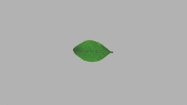 Leaf realistic