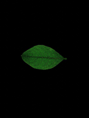 Leaf realistic